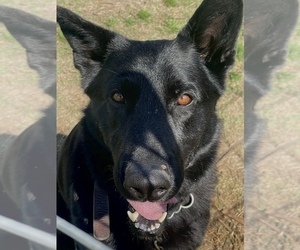 Father of the German Shepherd Dog puppies born on 05/09/2025