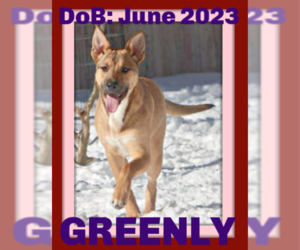 German Shepherd Dog-Unknown Mix Dogs for adoption in Sebec, ME, USA