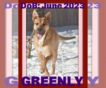 Small Photo #1 German Shepherd Dog-Unknown Mix Puppy For Sale in Sebec, ME, USA