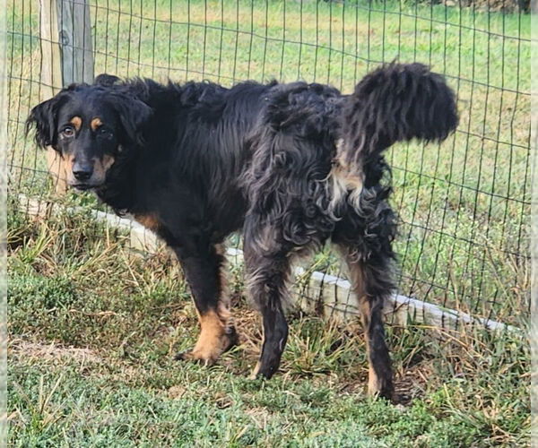 Medium Photo #2 Australian Shepherd Puppy For Sale in Walnutport, PA, USA
