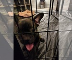 Small Photo #2 French Bulldog Puppy For Sale in EL PASO, TX, USA