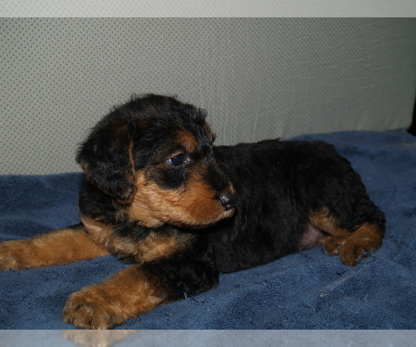 Medium Photo #4 Airedale Terrier Puppy For Sale in CHARLESTOWN, IN, USA