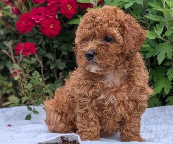 Medium Photo #3 Cock-A-Poo Puppy For Sale in GOSHEN, IN, USA