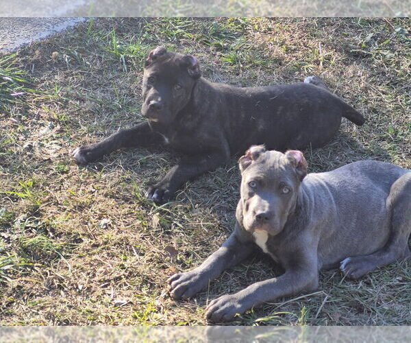 Medium Photo #12 Cane Corso Puppy For Sale in COLUMBIA, SC, USA