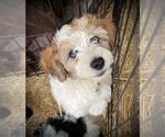 Small Photo #1 Aussiedoodle Miniature  Puppy For Sale in LEBANON, OR, USA