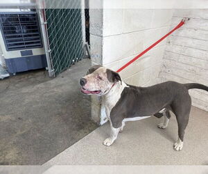 American Pit Bull Terrier Dogs for adoption in San Bernardino, CA, USA