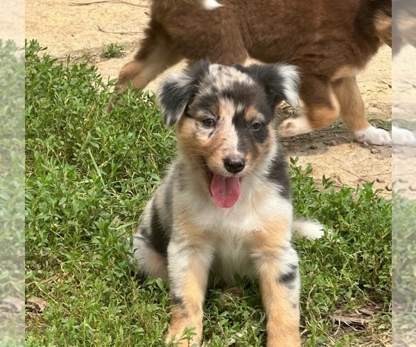 Medium Photo #1 Border-Aussie Puppy For Sale in BLUE RIVER, WI, USA