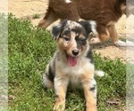 Puppy 9 Border-Aussie