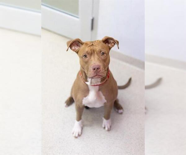 Medium Photo #2 Mutt Puppy For Sale in Dedham, MA, USA