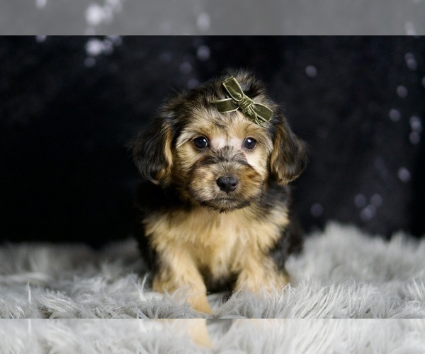 Medium Photo #3 YorkiePoo Puppy For Sale in WARSAW, IN, USA