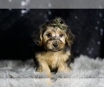 Small #2 YorkiePoo