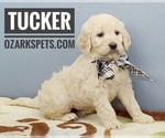 Small Photo #12 Goldendoodle Puppy For Sale in CEDAR GAP, MO, USA