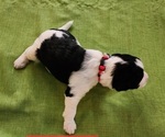 Small Photo #1 Bernedoodle-Poodle (Standard) Mix Puppy For Sale in ROXBORO, NC, USA