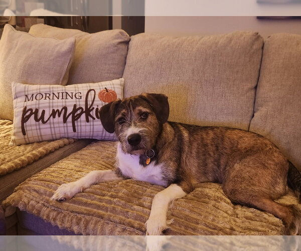 Medium Photo #2 Boxer-Unknown Mix Puppy For Sale in Mooresville, NC, USA