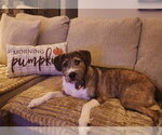 Small Photo #2 Boxer-Unknown Mix Puppy For Sale in Mooresville, NC, USA