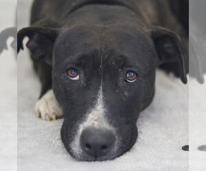 American Staffordshire Terrier-Unknown Mix Dogs for adoption in San Antonio, TX, USA