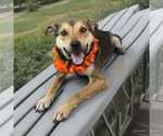 Small Photo #3 Mutt Puppy For Sale in Shelburne, VT, USA