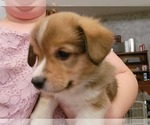 Small Photo #9 Pembroke Welsh Corgi Puppy For Sale in BURTRUM, MN, USA
