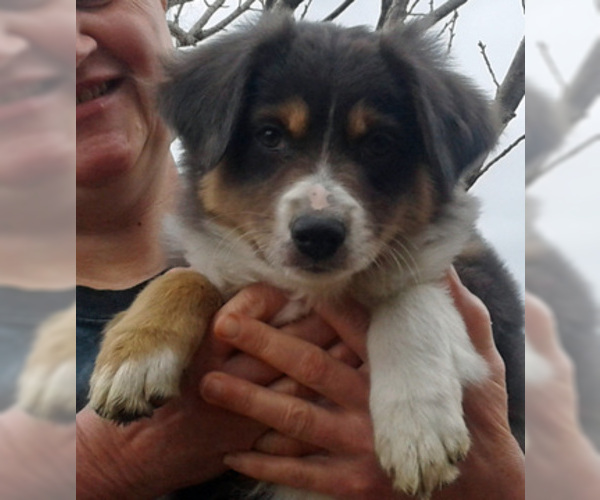 Medium Photo #1 Miniature Australian Shepherd Puppy For Sale in HILLIARD, OH, USA