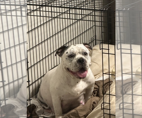 Medium Photo #1 American Bully Puppy For Sale in CHARLOTTE, NC, USA