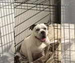 Small Photo #1 American Bully Puppy For Sale in CHARLOTTE, NC, USA