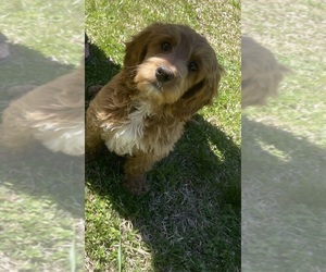 Goldendoodle (Miniature) Puppy for sale in DALLAS, GA, USA