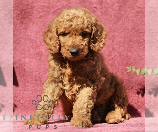Medium Photo #5 Goldendoodle (Miniature) Puppy For Sale in EPHRATA, PA, USA
