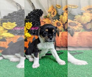 Shih Tzu Puppy for sale in HAMMOND, IN, USA