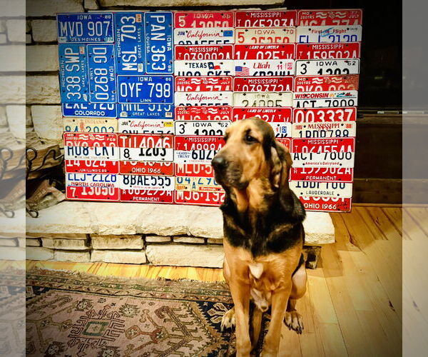 Medium Photo #2 Bloodhound Puppy For Sale in Coralville, IA, USA