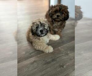 Zuchon Puppy for sale in VIRGINIA BEACH, VA, USA