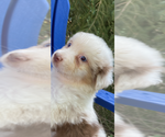 Small Photo #4 Australian Shepherd Puppy For Sale in SADIEVILLE, KY, USA