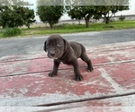 Small Photo #9 Labrador Retriever Puppy For Sale in PATTERSON, CA, USA