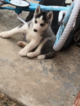 Small Photo #9 Siberian Husky Puppy For Sale in JOPLIN, MO, USA