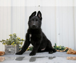 Puppy Payton German Shepherd Dog
