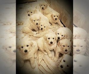 English Cream Golden Retriever Puppy for sale in BENNETT, CO, USA