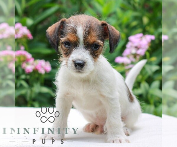 Medium Photo #1 Jack Tzu Puppy For Sale in EAST EARL, PA, USA