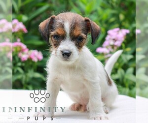 Jack Tzu Puppy for sale in EAST EARL, PA, USA