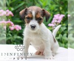 Small Jack Tzu