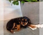 Small #2 Cavalier King Charles Spaniel