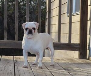 Pug Puppy for sale in MARYVILLE, MO, USA