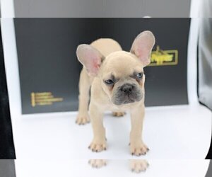 French Bulldog Puppy for sale in NAPLES, FL, USA