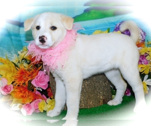 Medium Photo #1 Shepradors Puppy For Sale in HAMMOND, IN, USA