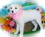 Small Photo #1 Shepradors Puppy For Sale in HAMMOND, IN, USA