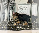 Small #6 Yorkshire Terrier