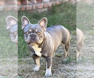 Father of the French Bulldog puppies born on 09/18/2021