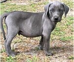 Small Photo #6 Weimaraner Puppy For Sale in DEFUNIAK SPRINGS, FL, USA