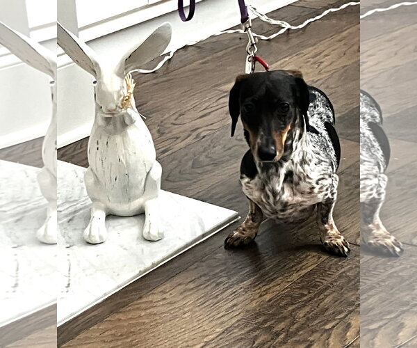 Medium Photo #4 Dachshund Puppy For Sale in Shelbyville, TN, USA
