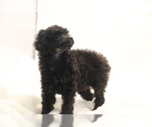 Poodle (Toy) Puppy for Sale in RIPLEY, Tennessee USA