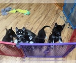 Image preview for Ad Listing. Nickname: Litter of 6