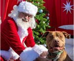 Small #4 American Pit Bull Terrier Mix